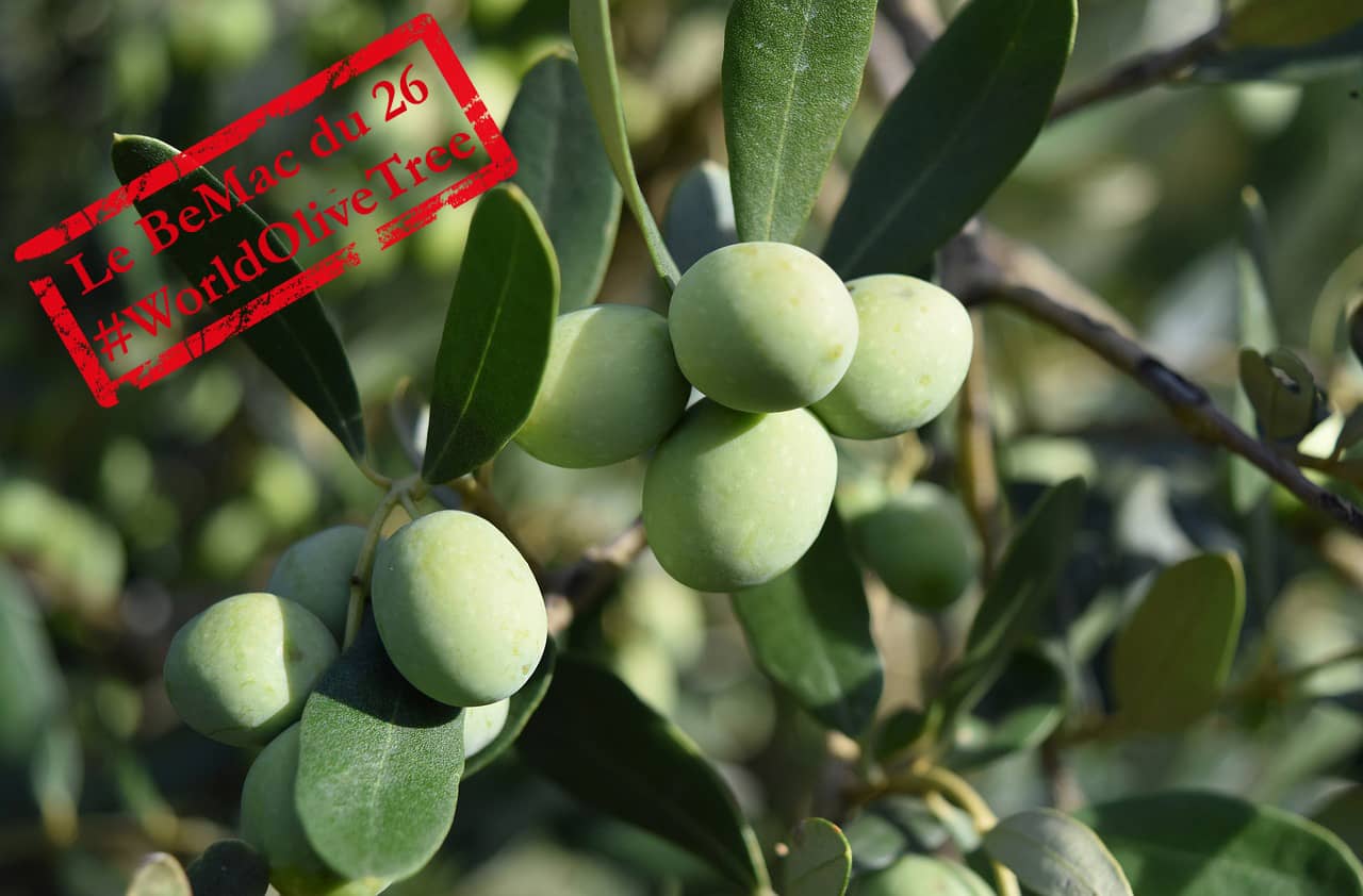 Des olives vertes dans un arbre d’olivier (Crédit : MarcoCentenaro80 )