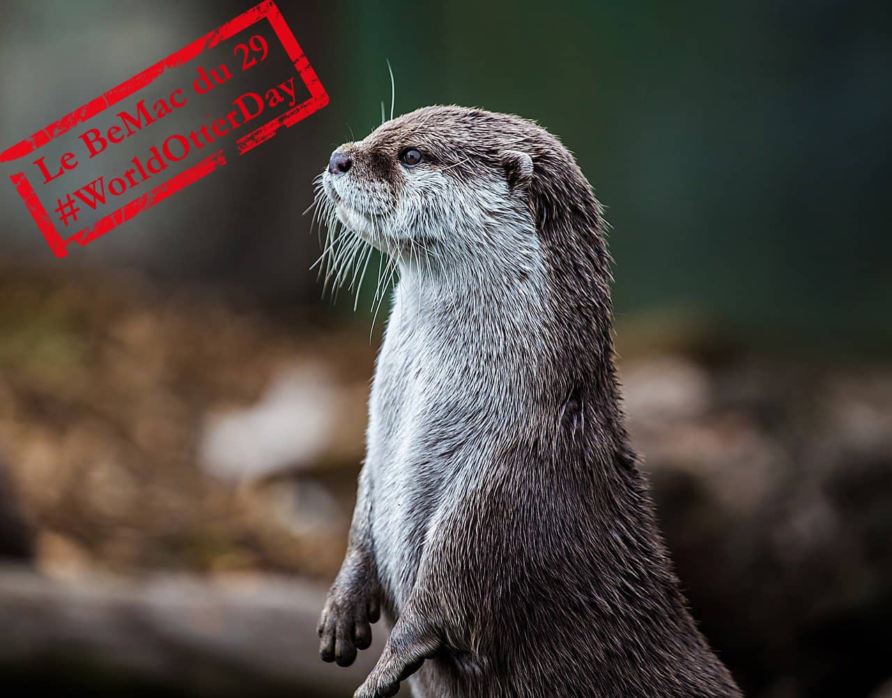 Journée mondiale de la loutre : une loutre dans la nature