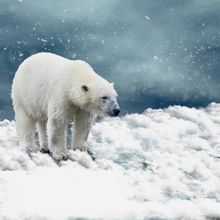 Polar bear : Un ours polaire dans la neige ( Crédit : Kalhh )