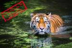 International Tiger Day : tigre dans l’eau pour la Journée internationale du tigre