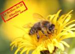 Journée mondiale des abeilles 2024 : une abeille qui butine une fleur