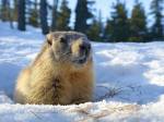 Marmotte qui sort de son terrier en hiver ( Crédit : Alex.I Grok  )