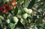 Des olives vertes dans un arbre d’olivier (Crédit : MarcoCentenaro80 )