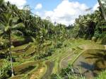 Rizières à Ubud sur l’île indonésienne de Bali