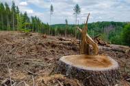 Jour du dépassement de la Terre : déforestation de la forêt