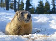 Marmotte qui sort de son terrier en hiver ( Crédit : Alex.I Grok  )