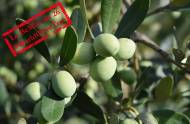 Des olives vertes dans un arbre d’olivier (Crédit : MarcoCentenaro80 )